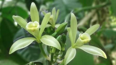 Vanilla-Flower