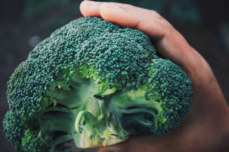 Freshly produced organic broccoli