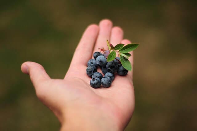 Handufll of Blueberries