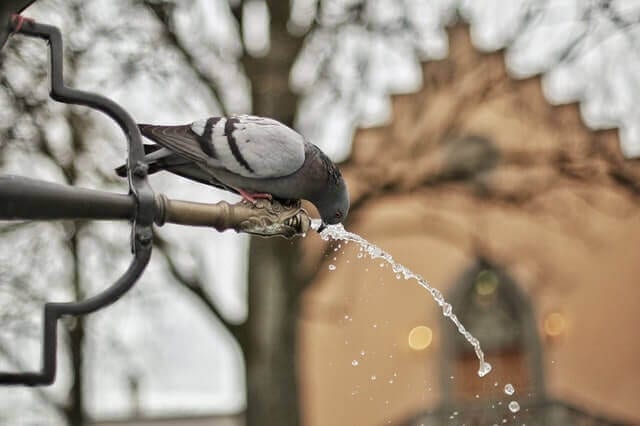 droplets-fountain-water-bird