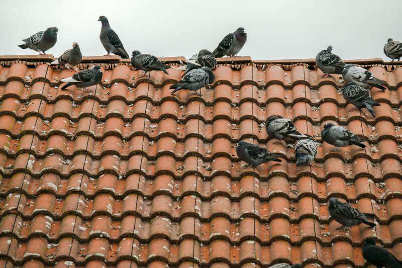 Pigeons-On-Roof