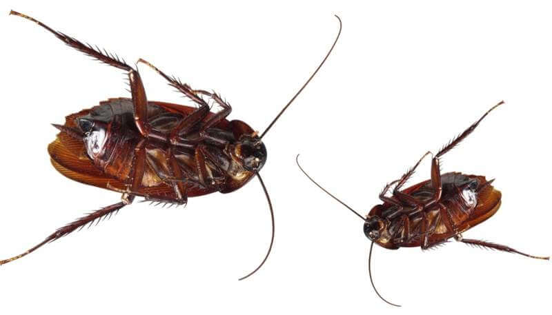 dead-cockroaches