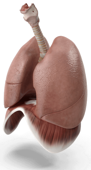 Male Respiratory System