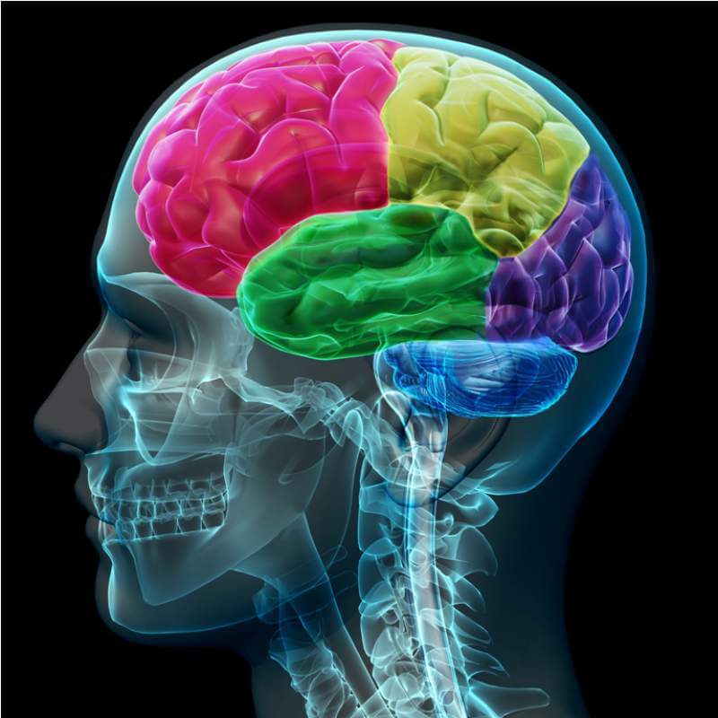 brain-coloed-sections