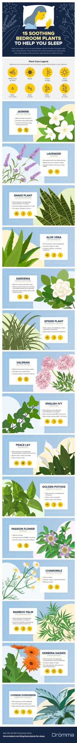 15 best indoor plants for sleep