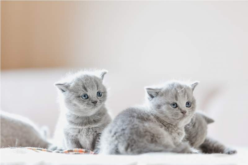 litter-of-kittens-in-home-british-shorthairs