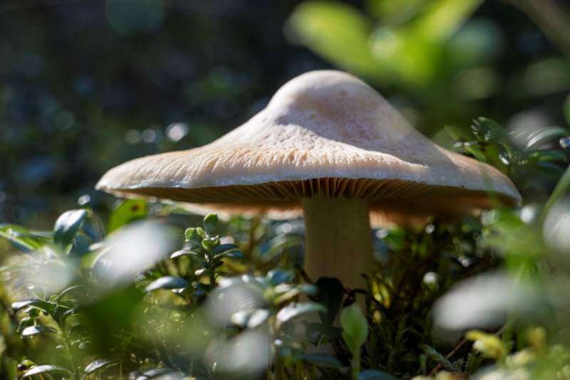 cortinarius-mushroom
