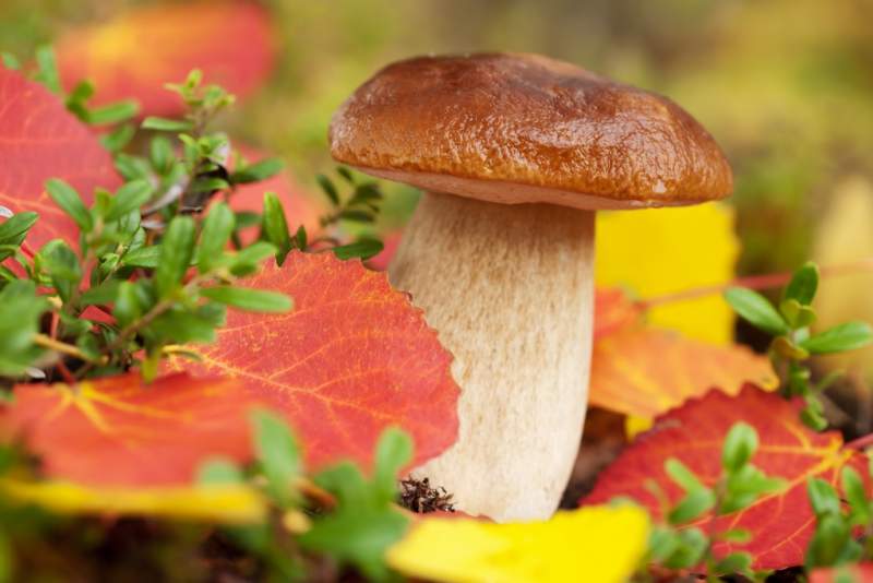 cep-mushroom-in-forest