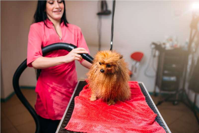 female-pet-groomer-dry-dog-fur-with-a-hair-dryer