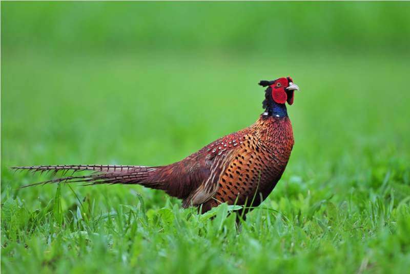 pheasant