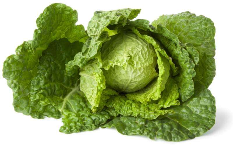savoy-cabbage