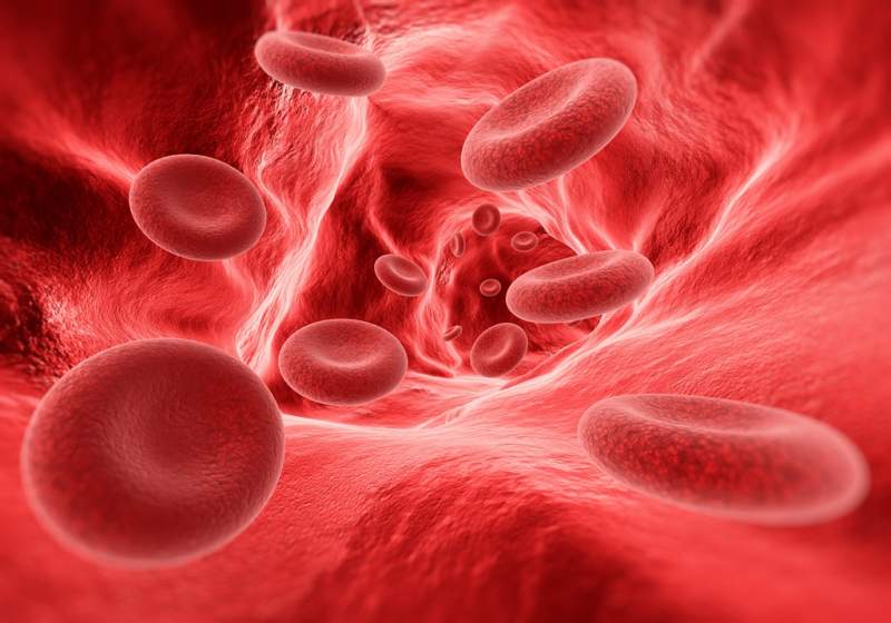 blood-cells-in-the-vein