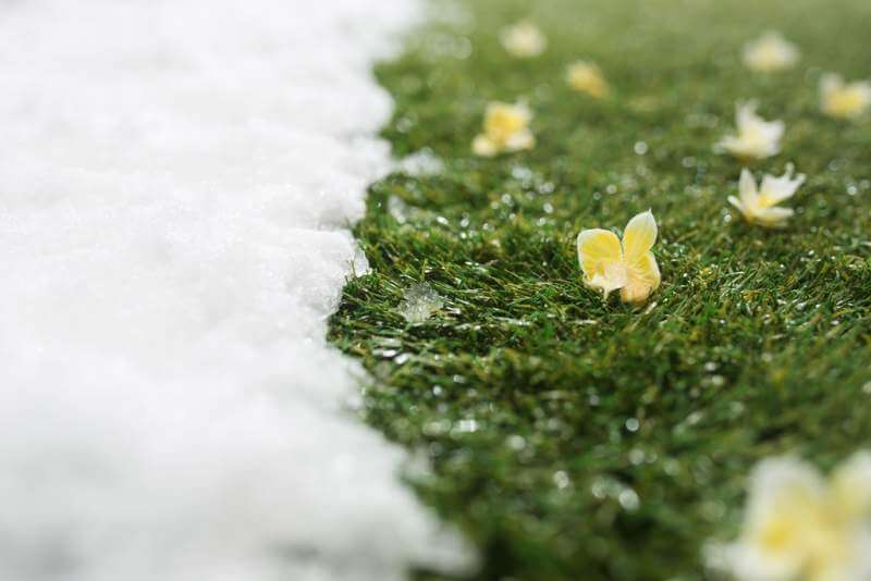 meeting-snow-on-green-grass-close-up-between