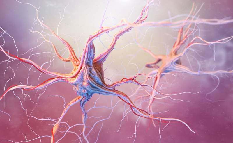 neurons-and-nervous-system