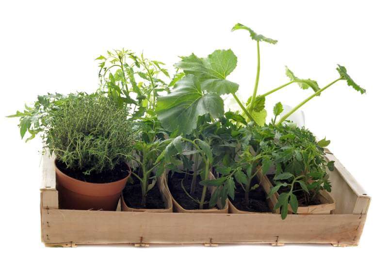 vegetables-seedling-in-a-crate