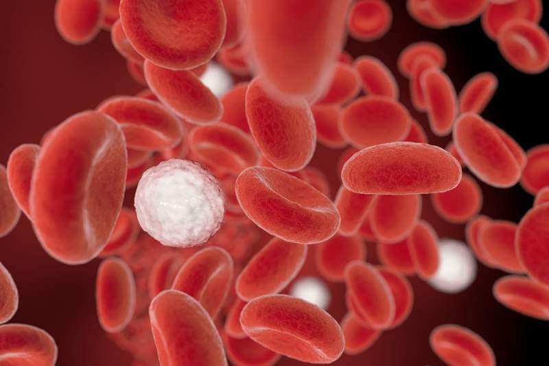 white-blood-cells-in-blood-stream-3d-illustration