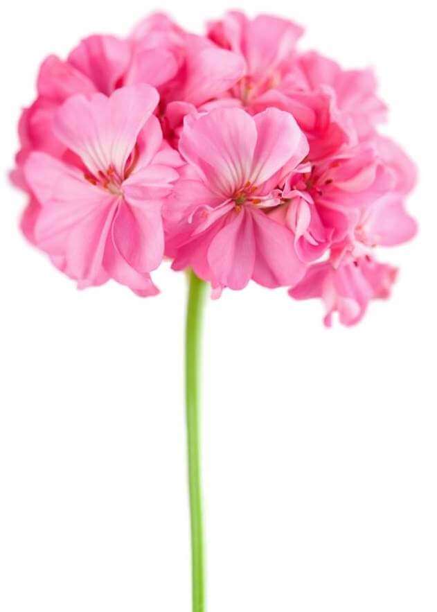pink-geranium-flower