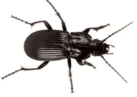 beetle-abax-parallelus