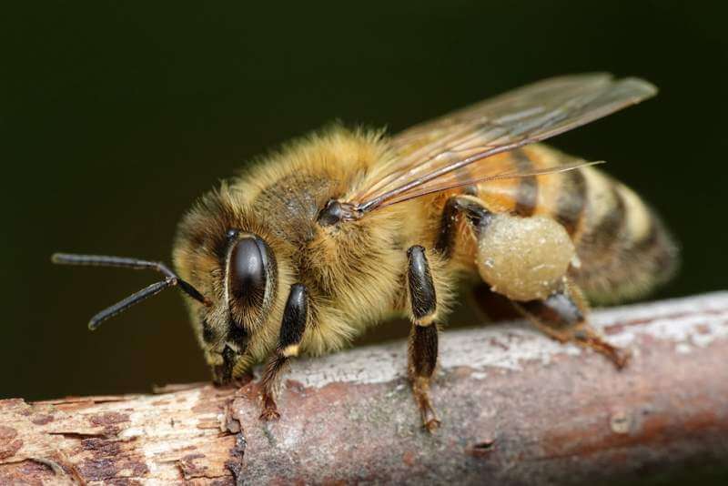 european-honey-bee-apis-mellifera