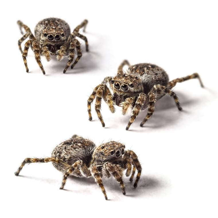 jumping-spider