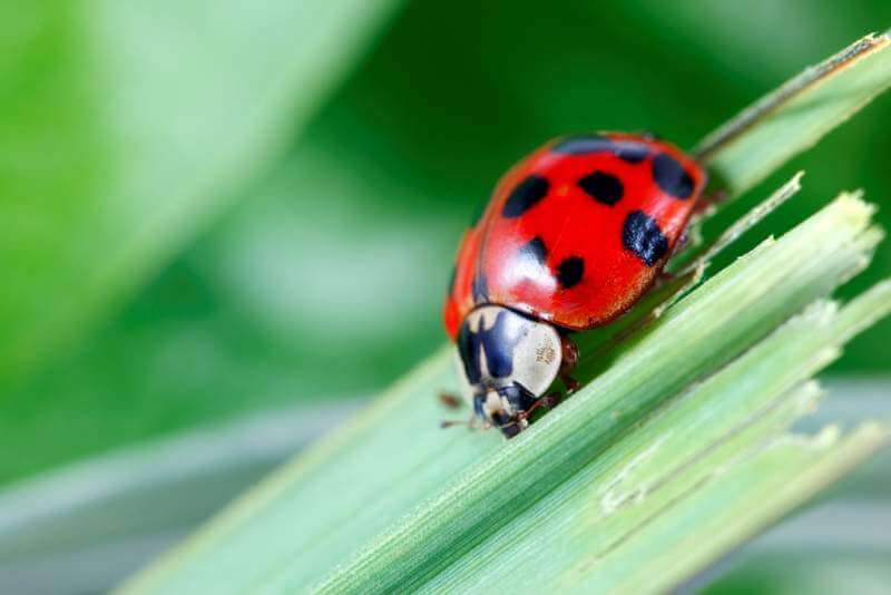 ladybug