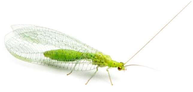 view-from-up-high-of-a-common-green-lacewing