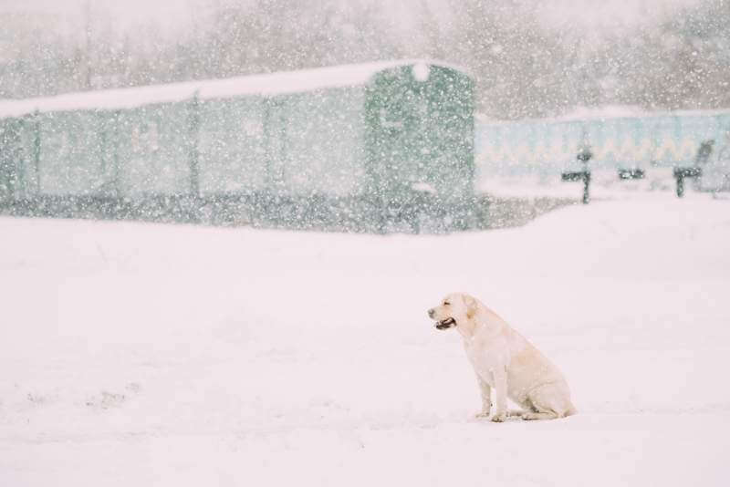 white-labrador-dog-sit-in-snow-winter-season