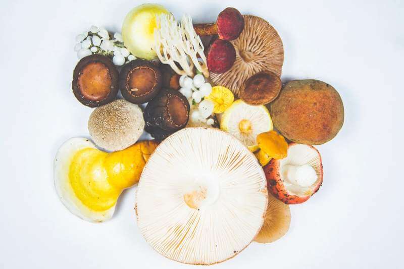 Mushrooms variety