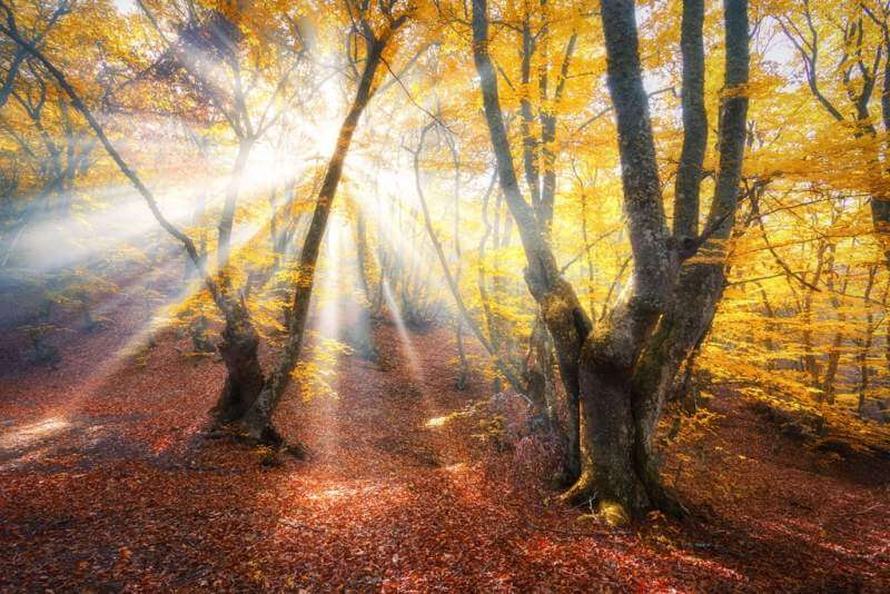 magical-autumn-forest-with-sun-rays