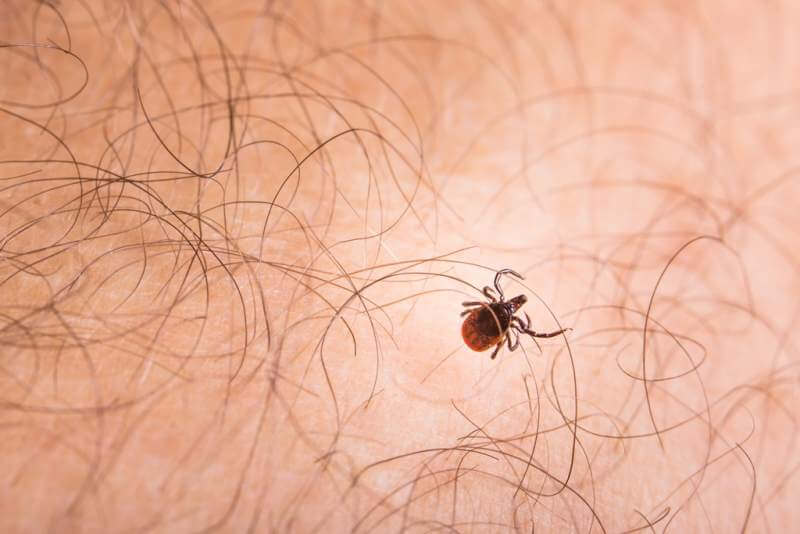 tick-parasitic-arachnid-blood-sucking-carrier-