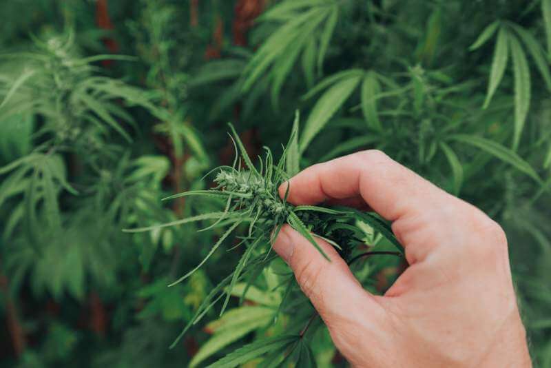 agronomist-examining-industrial-hemp-plant-flower