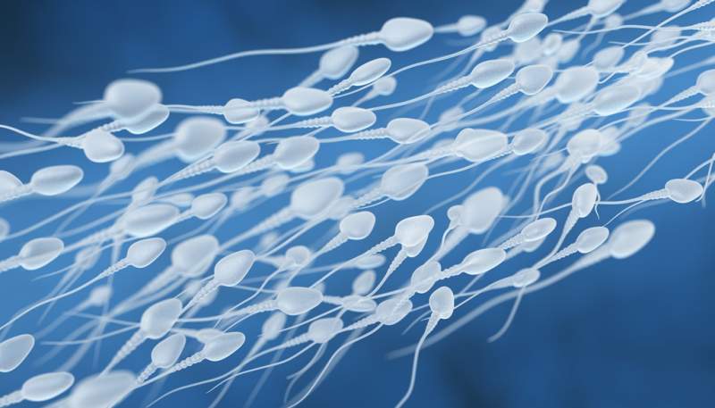 human-sperm-flow