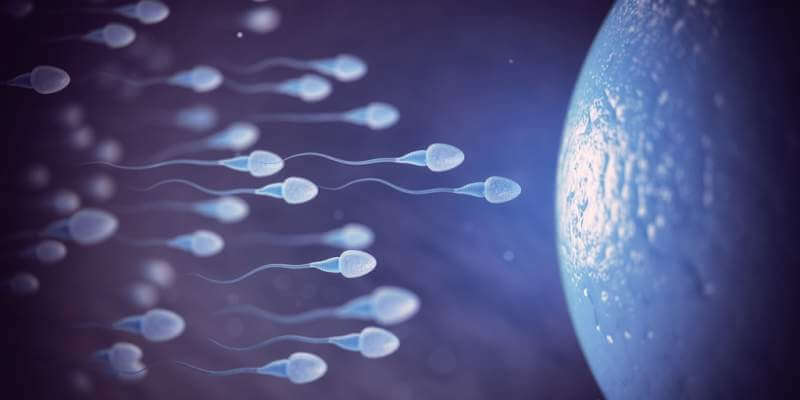 sperm-and-egg-cell-on-microscope-scientific
